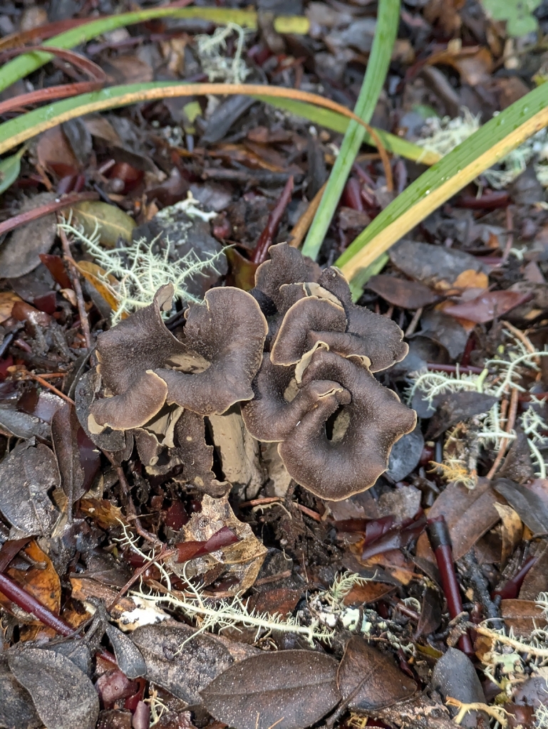 Craterellus calicornucopioides · January 2026 · photo: © mylan (iNaturalist, cc-by)