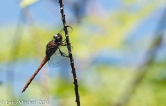Orthemis macrostigma