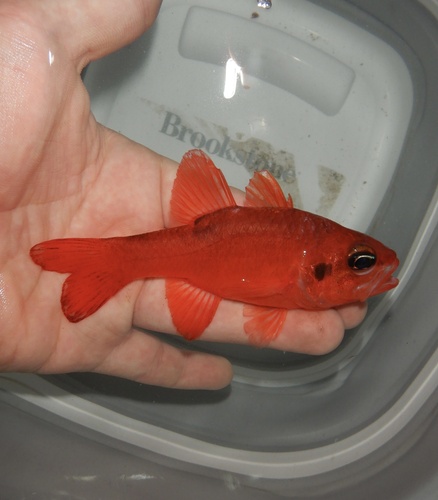 Flamefish (Apogon maculatus) — Apogonidae