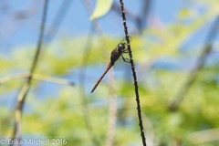 Orthemis macrostigma