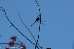 Orthemis macrostigma