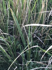 Sylvilagus palustris