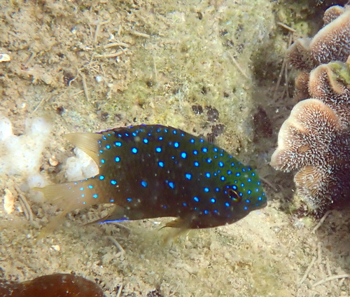 Jewel damsel (Plectroglyphidodon lacrymatus) — Pomacentridae