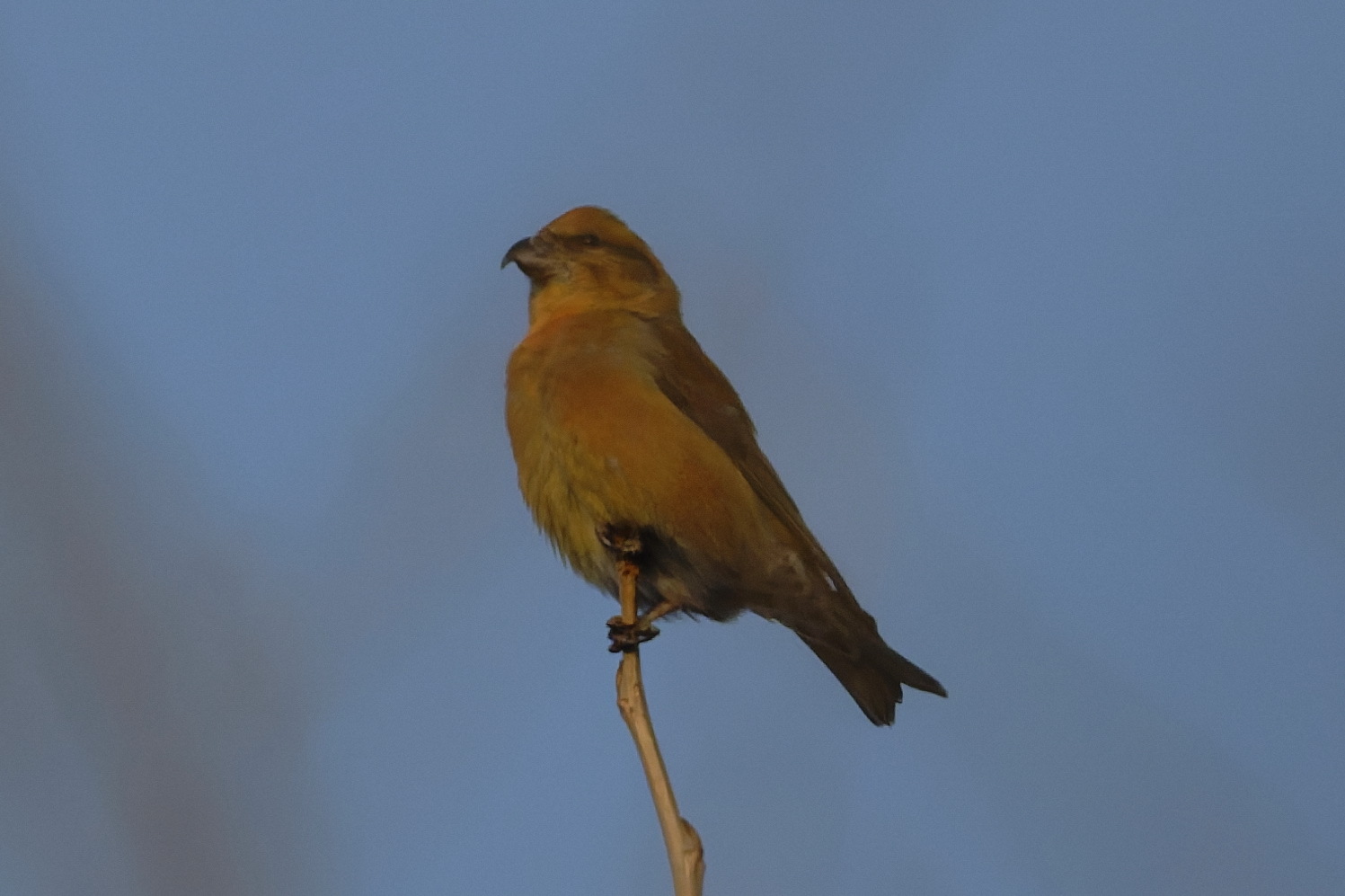 Red Crossbill (Loxia curvirostra), photo 4