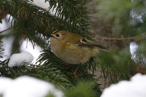 Goldcrest (Regulus regulus), photo 2