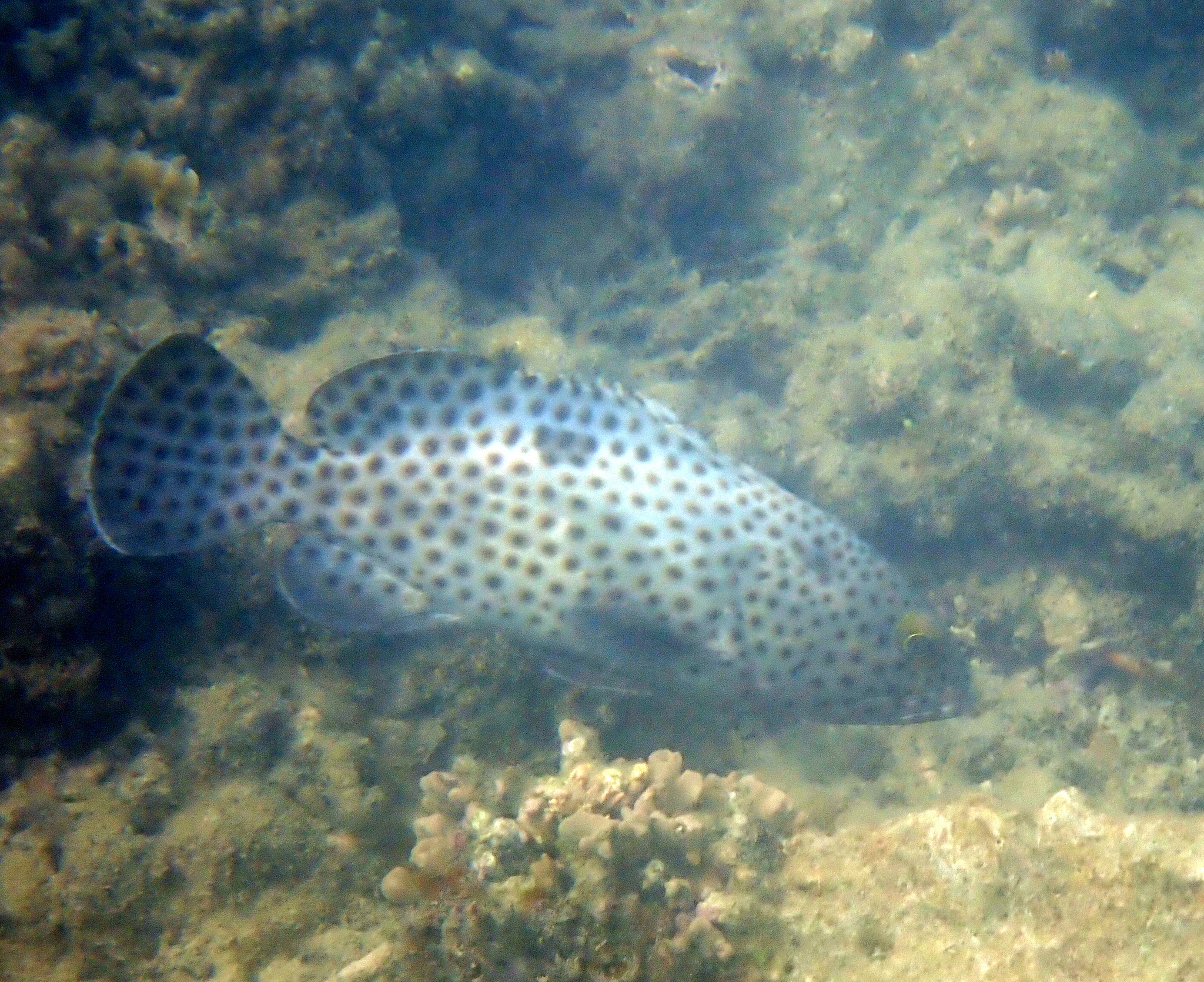 Blacksaddle Grouper photo 6