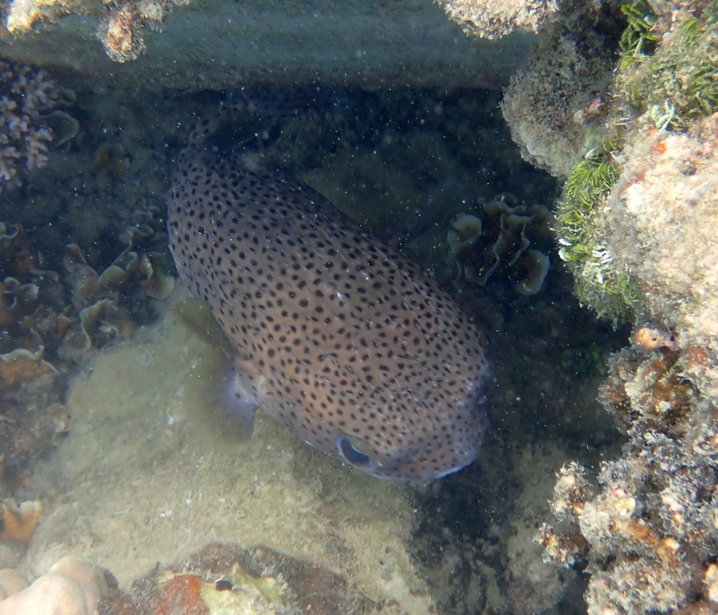 Spot-fin porcupinefish (Diodon hystrix) — Diodontidae
