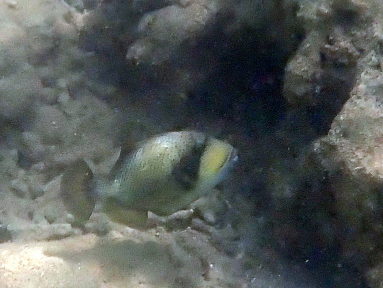 Titan-trekkervis (Balistoides viridescens) — Balistidae