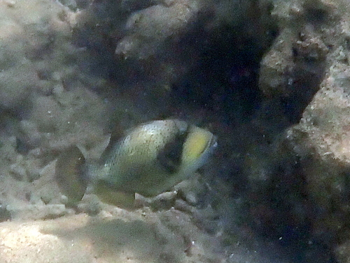 Black-lipped triggerfish (Balistoides viridescens) — Balistidae