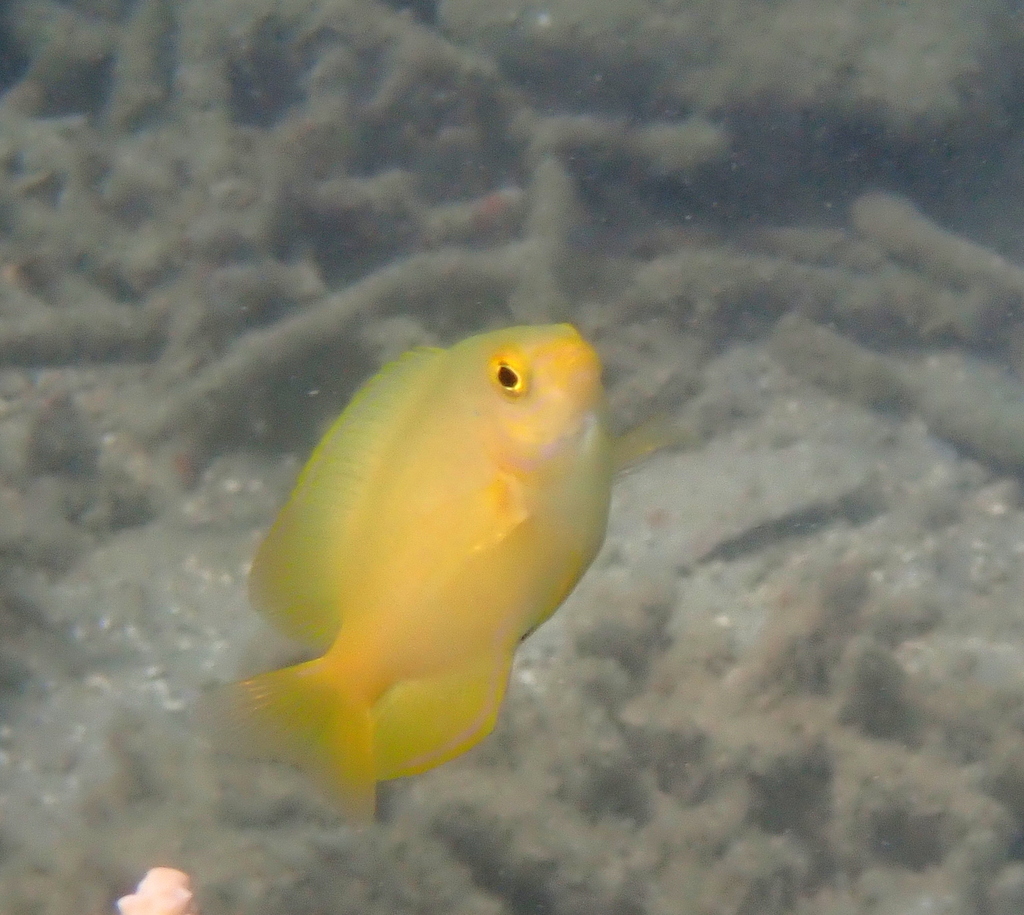 Damselfish (Pomacentrus moluccensis) — Pomacentridae