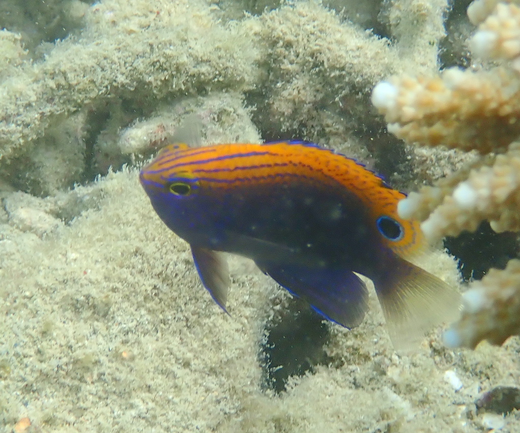 Ocellate damselfish (Pomacentrus vaiuli) — Pomacentridae