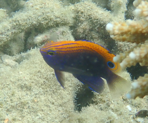 Ocellate damselfish (Pomacentrus vaiuli) — Pomacentridae