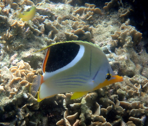 Blackblotch butterflyfish (Chaetodon ephippium) — Chaetodontidae