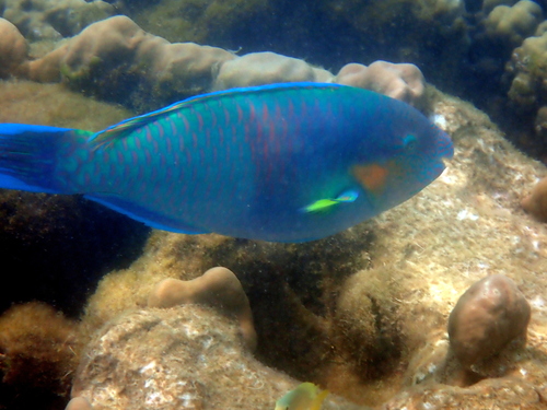 Rivulated parrotfish (Scarus rivulatus) — Scaridae — 4