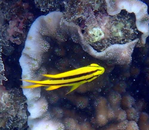 Behn's damsel (Neoglyphidodon nigroris) — Pomacentridae