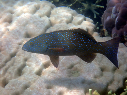 Leopard coral trout (Plectropomus leopardus) — Serranidae — 4