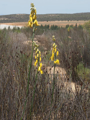 Albuca clanwilliamae-gloria