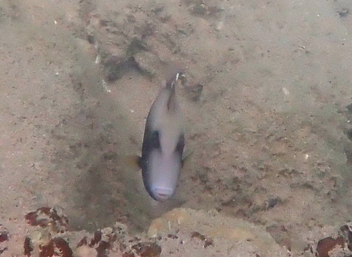 Black triggerfish (Sufflamen chrysopterum) — Balistidae