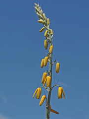 Albuca clanwilliamae-gloria