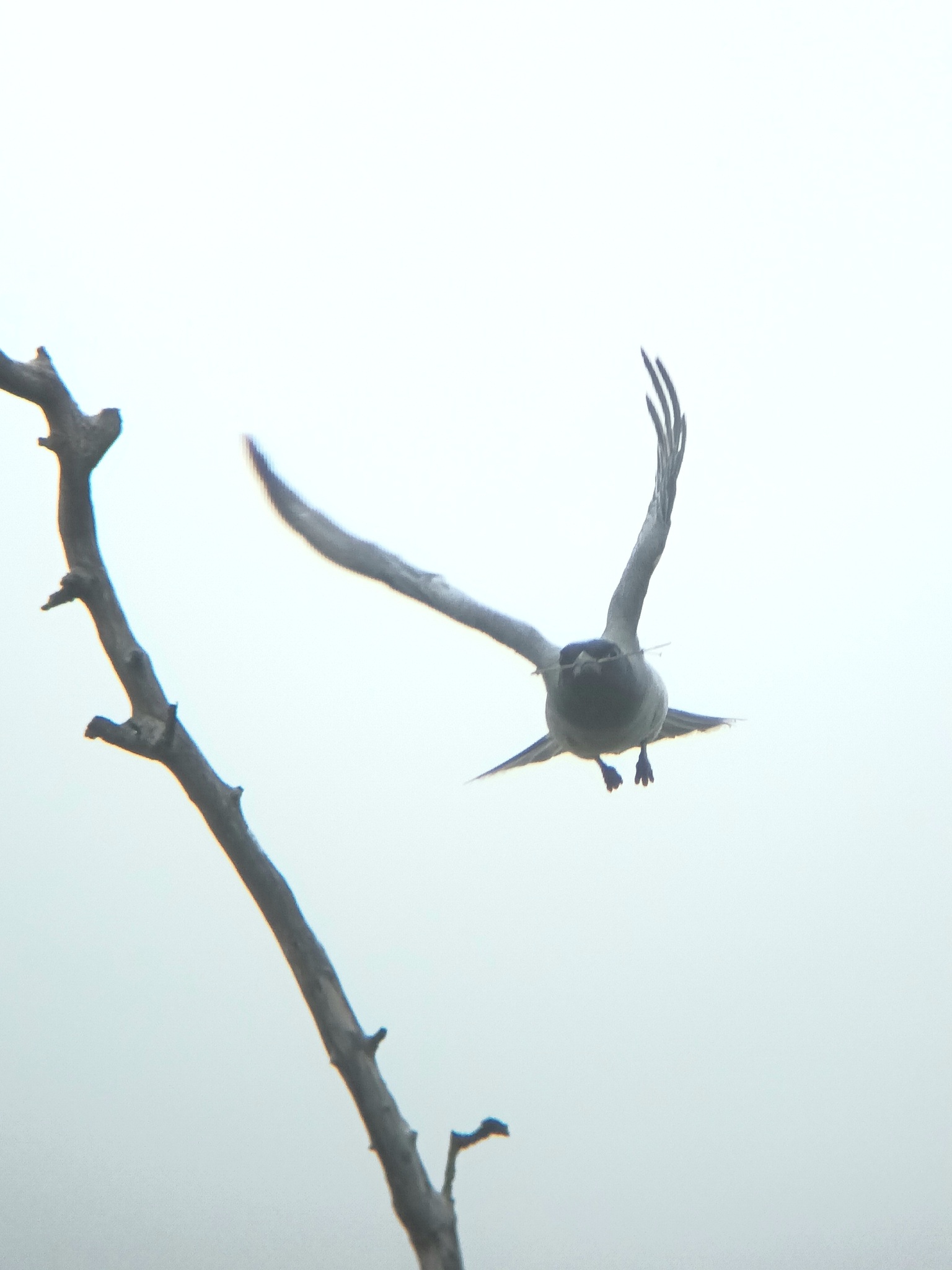 Black-faced Cuckooshrike (Coracina novaehollandiae), photo 2
