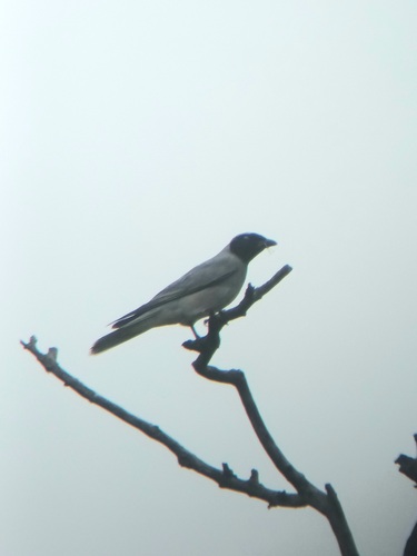 Black-faced Cuckooshrike (Coracina novaehollandiae), photo 3