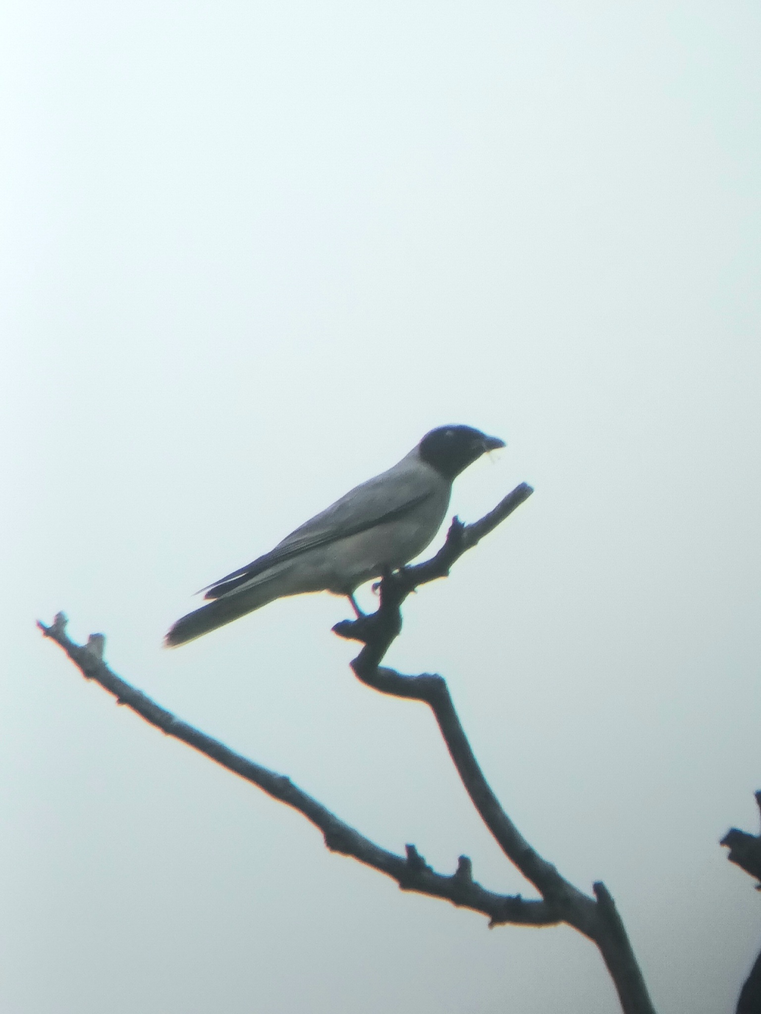 Black-faced Cuckooshrike (Coracina novaehollandiae), photo 3