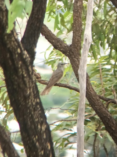 Sahul Brush Cuckoo (Cacomantis variolosus)
