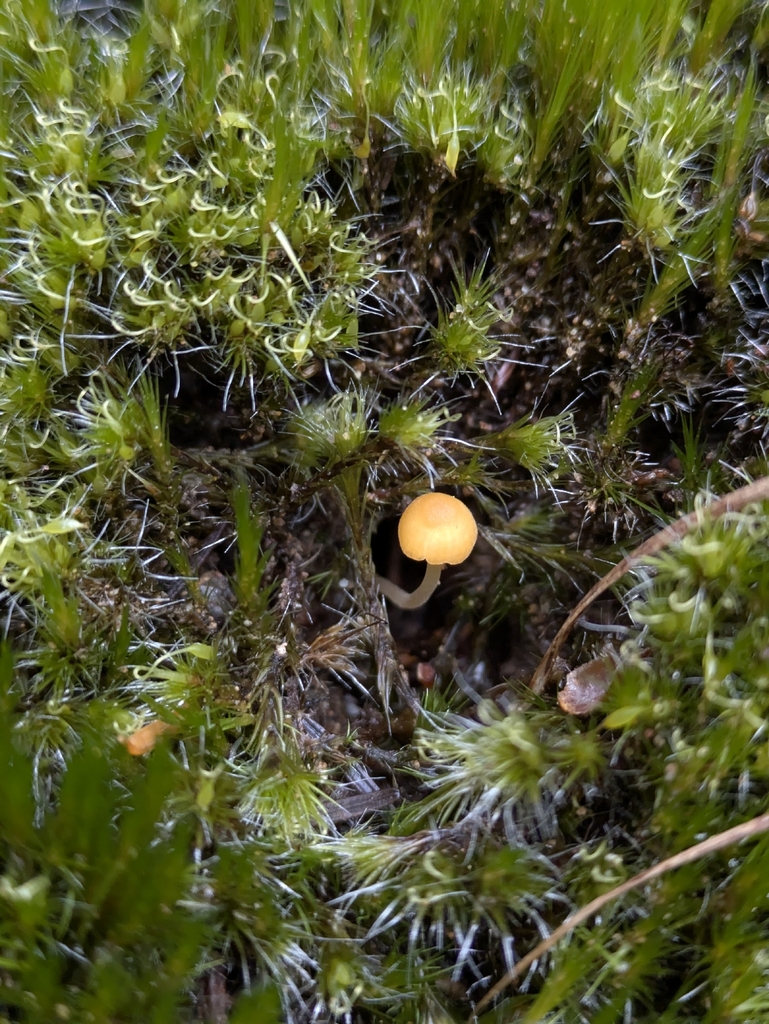 Rickenella fibula · January 2026 · photo: © mylan (iNaturalist, cc-by)