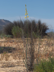 Albuca clanwilliamae-gloria