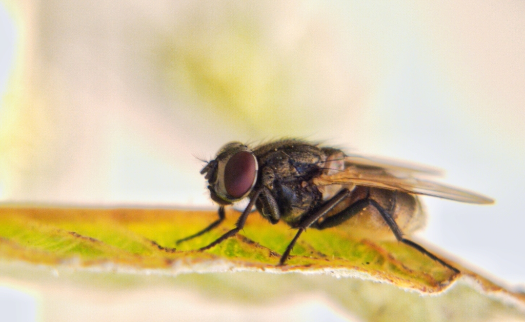 Musca from Nagpur Division, Maharashtra, India on January 1, 2026 at 02 ...