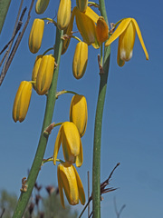 Albuca clanwilliamae-gloria