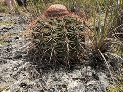 Melocactus macracanthos