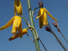 Albuca clanwilliamae-gloria