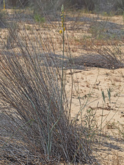 Albuca clanwilliamae-gloria