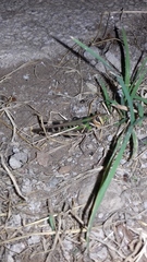 Rhammatocerus pictus