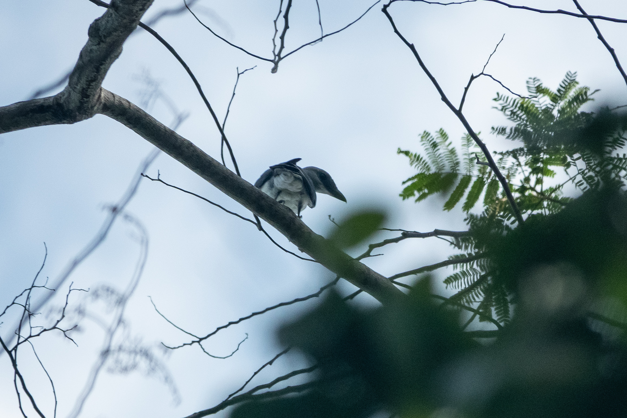 Manus Cuckooshrike illustration