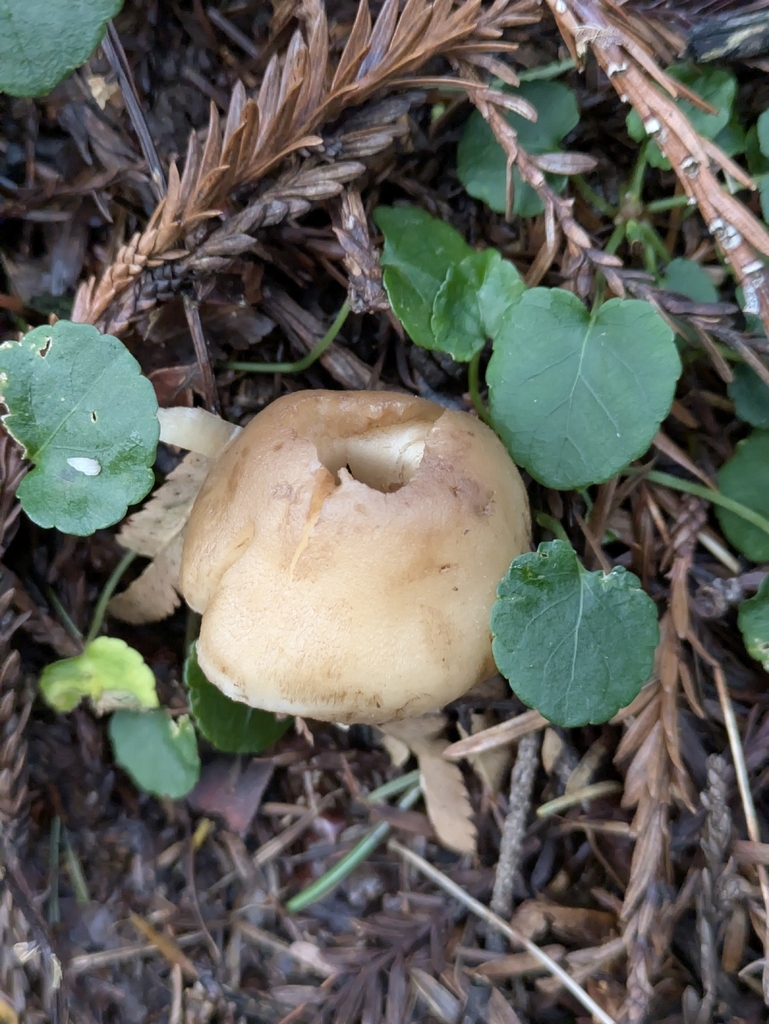 Neohygrocybe nitrata · January 2026 · photo: © mylan (iNaturalist, cc-by)