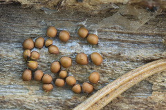 Perichaena corticalis