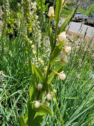 California Lady's Slipper (Cypripedium californicum)