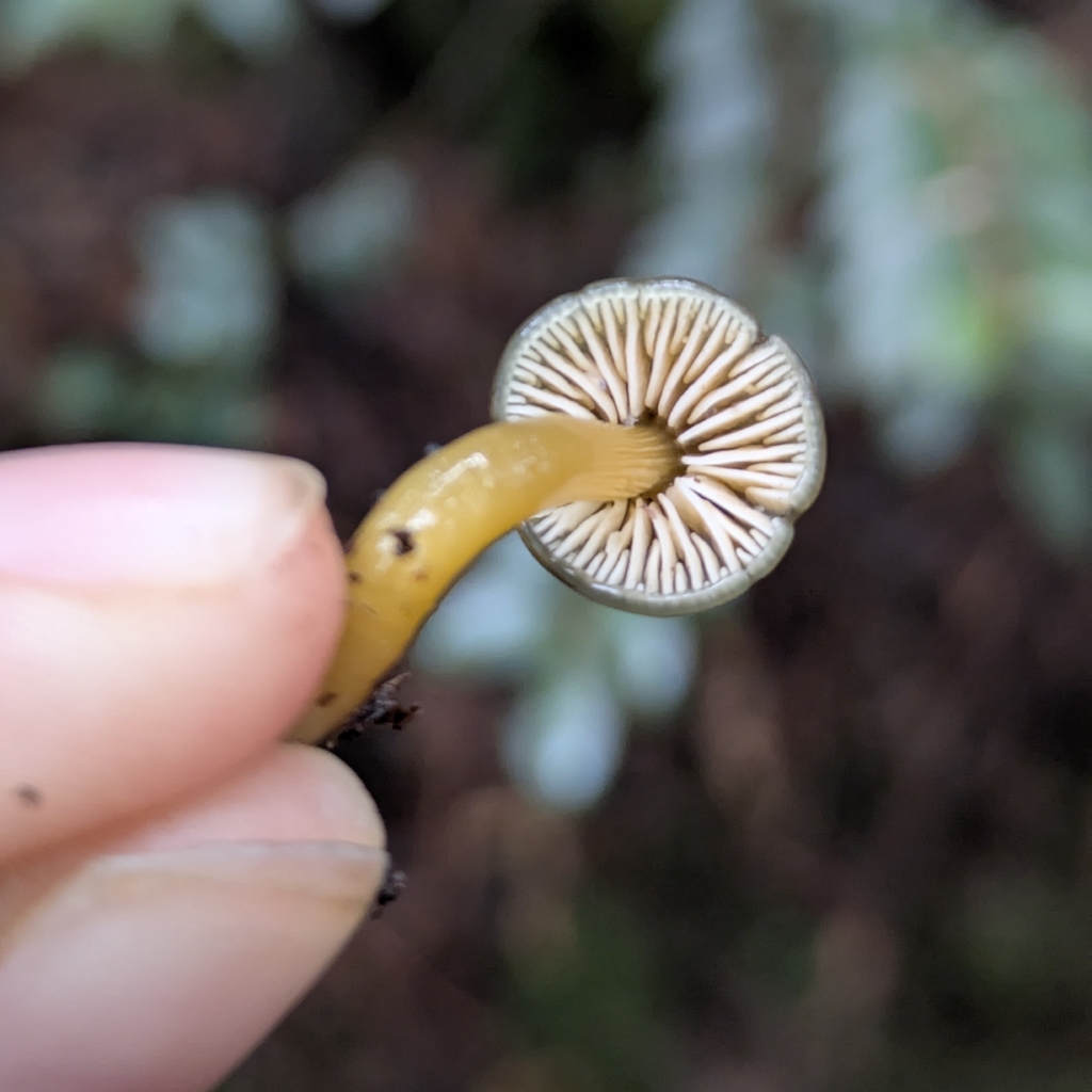 Gliophorus psittacinus · January 2026 · photo: © mylan (iNaturalist, cc-by)