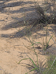 Trachyandra divaricata