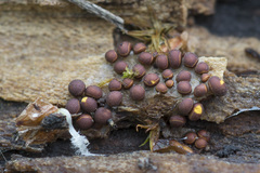 Perichaena corticalis