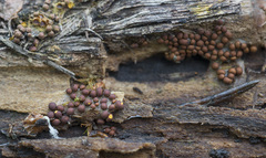 Perichaena corticalis