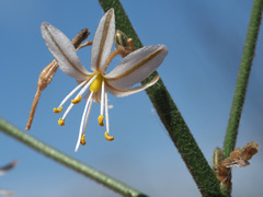 Trachyandra divaricata