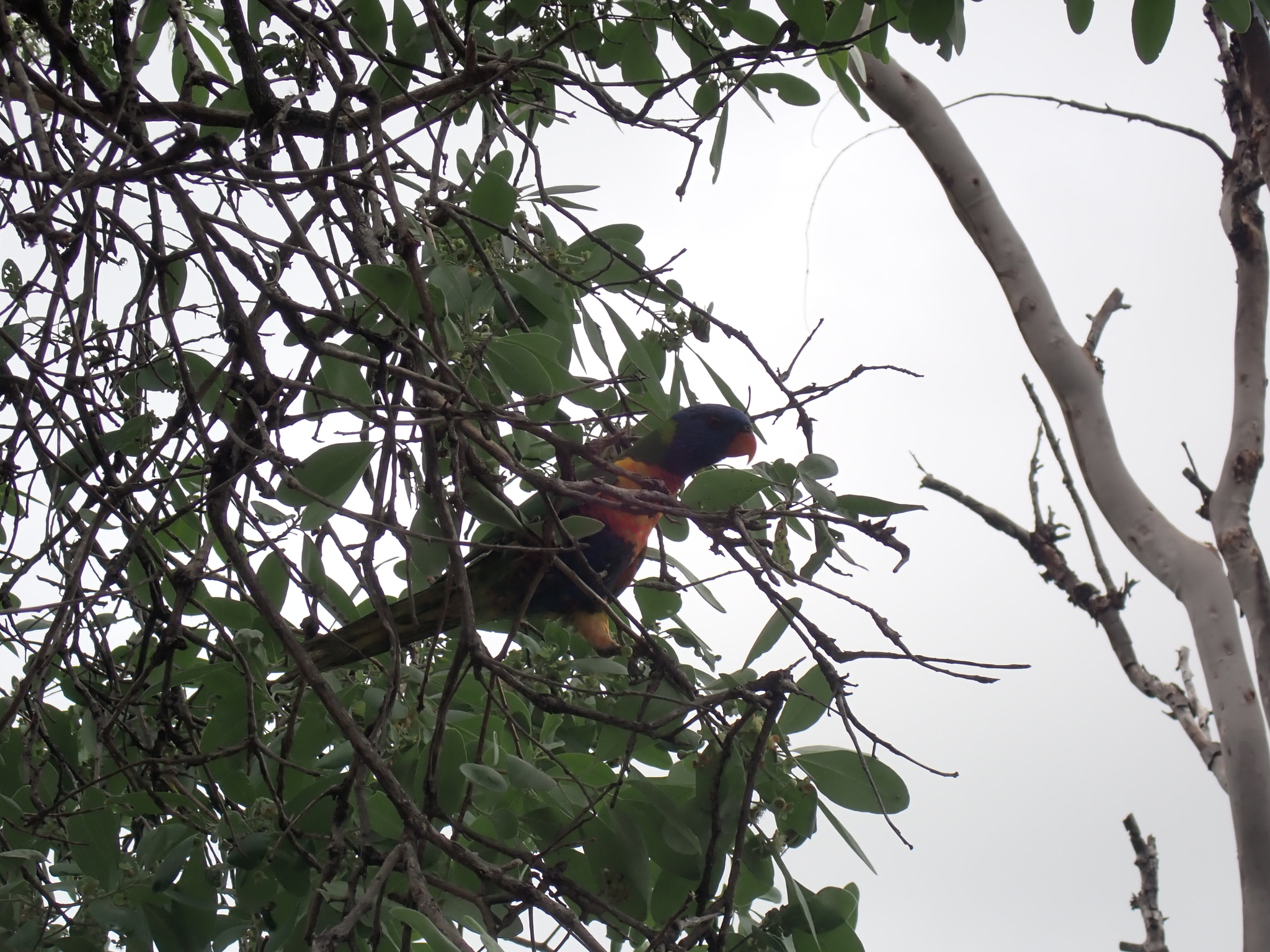 Coconut Lorikeet (Trichoglossus haematodus), photo 5