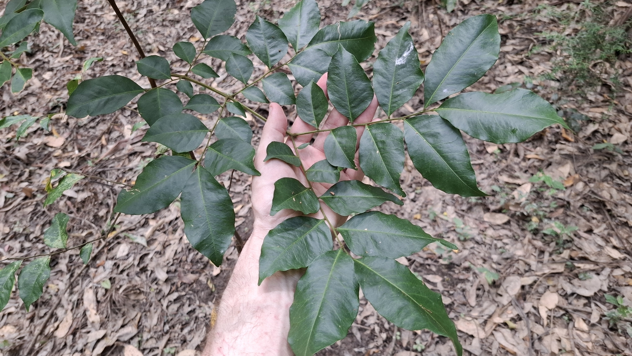 Imagem de Pararchidendron pruinosum