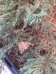 Pestalotiopsis funerea