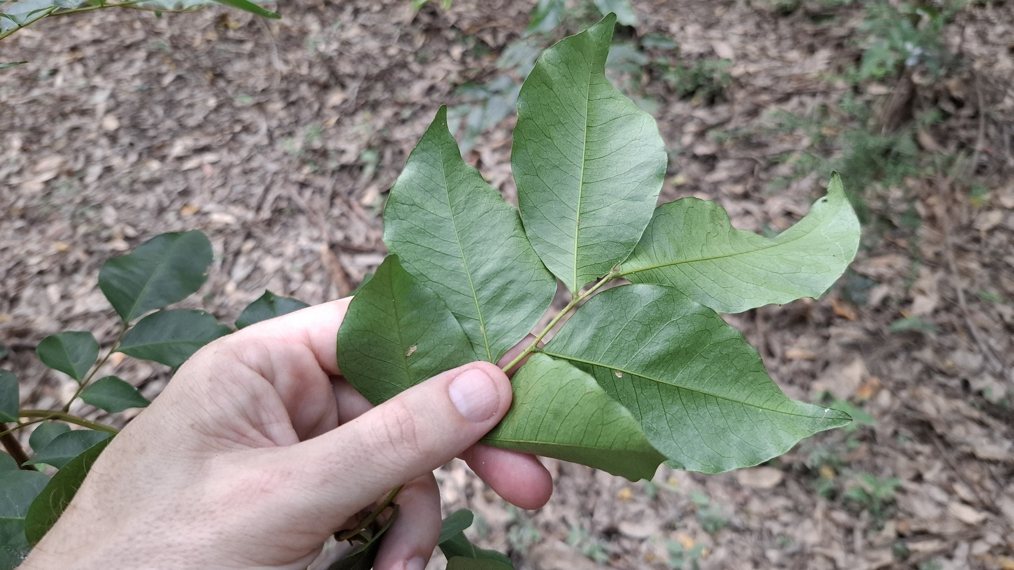 Imagem de Pararchidendron pruinosum