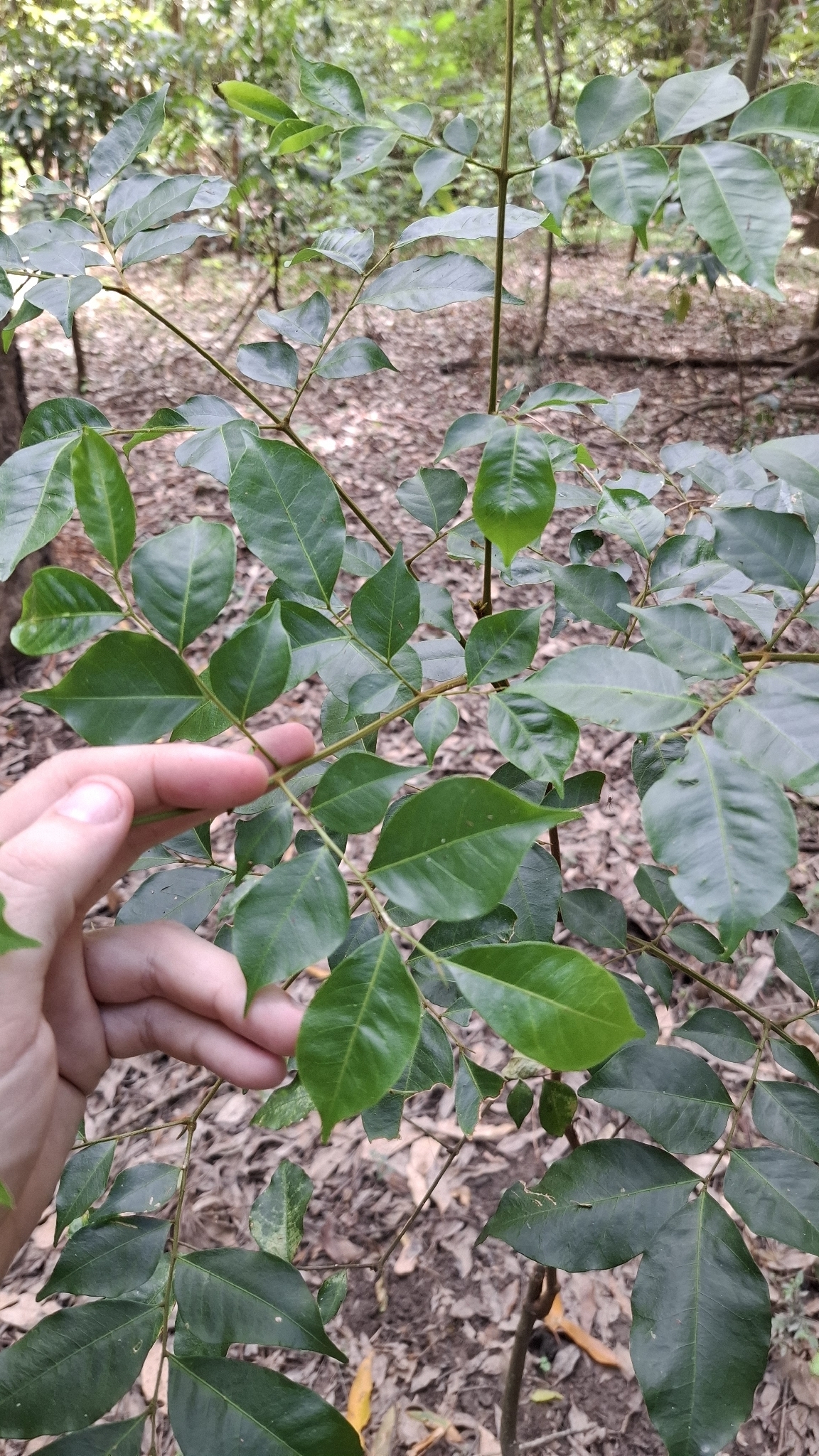 Imagem de Pararchidendron pruinosum