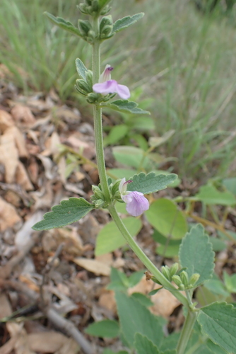 Anisomeles (Anisomeles moschata)